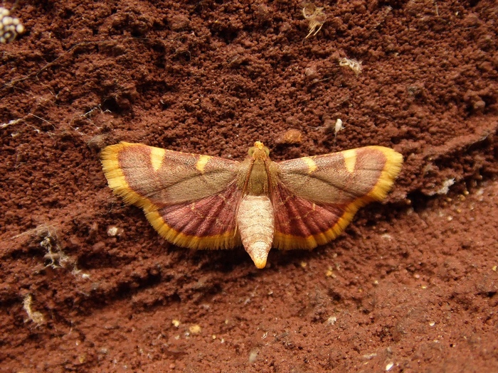 Bellissima Hypsopygia costalis (o no?)